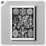 1-37_Ernst-Haeckel_canvas