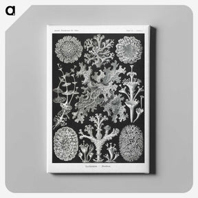 1-37_Ernst-Haeckel_canvas