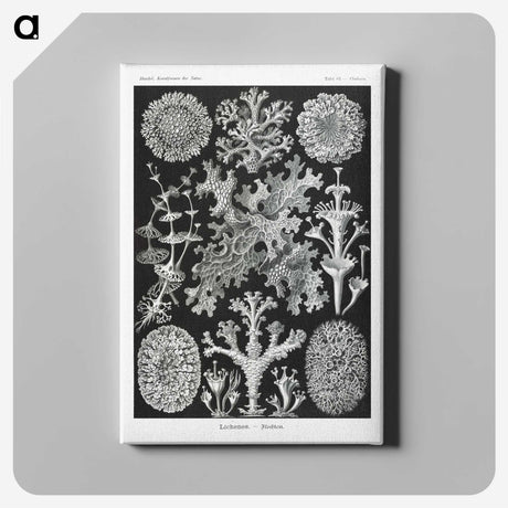 1-37_Ernst-Haeckel_canvas