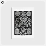 アートポストカード-Lichenes–Flechten - エルンスト ヘッケル Postcard.