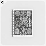 1-37_Ernst-Haeckel_memo
