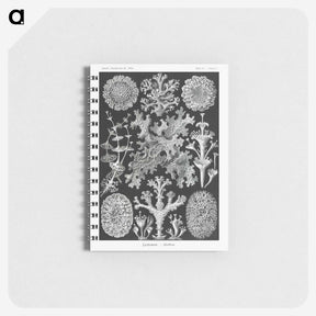 1-37_Ernst-Haeckel_memo