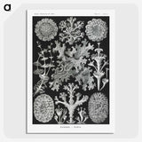 1-37_Ernst-Haeckel_picture-crop
