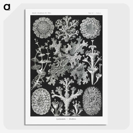 1-37_Ernst-Haeckel_picture-crop