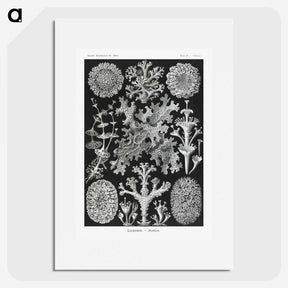 1-37_Ernst-Haeckel_picture