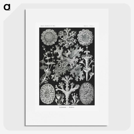 1-37_Ernst-Haeckel_picture