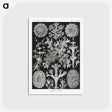1-37_Ernst-Haeckel_postcard