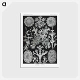 アートポストカード-Lichenes–Flechten - エルンスト ヘッケル Postcard.