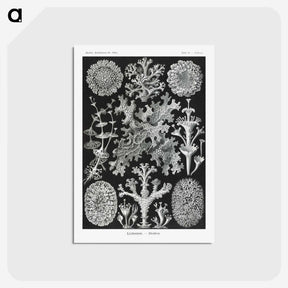 1-37_Ernst-Haeckel_postcard