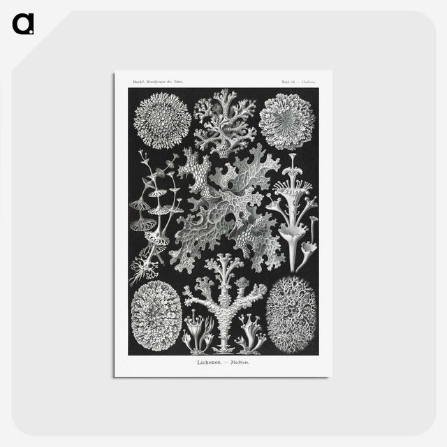 1-37_Ernst-Haeckel_postcard