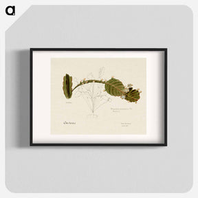 アートポスター-Rhipsalis Pachyptera
 - サボテン科 Poster.