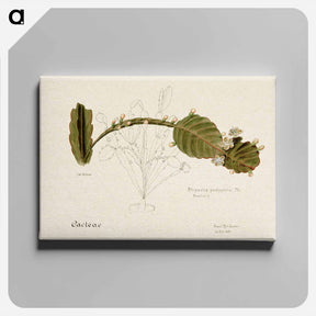 アートパネル-Rhipsalis Pachyptera
 - サボテン科 Canvas.