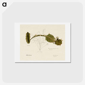アートポストカード-Rhipsalis Pachyptera
 - サボテン科 Postcard.