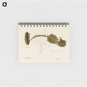 アートメモ帳-Rhipsalis Pachyptera
 - サボテン科 Memo.
