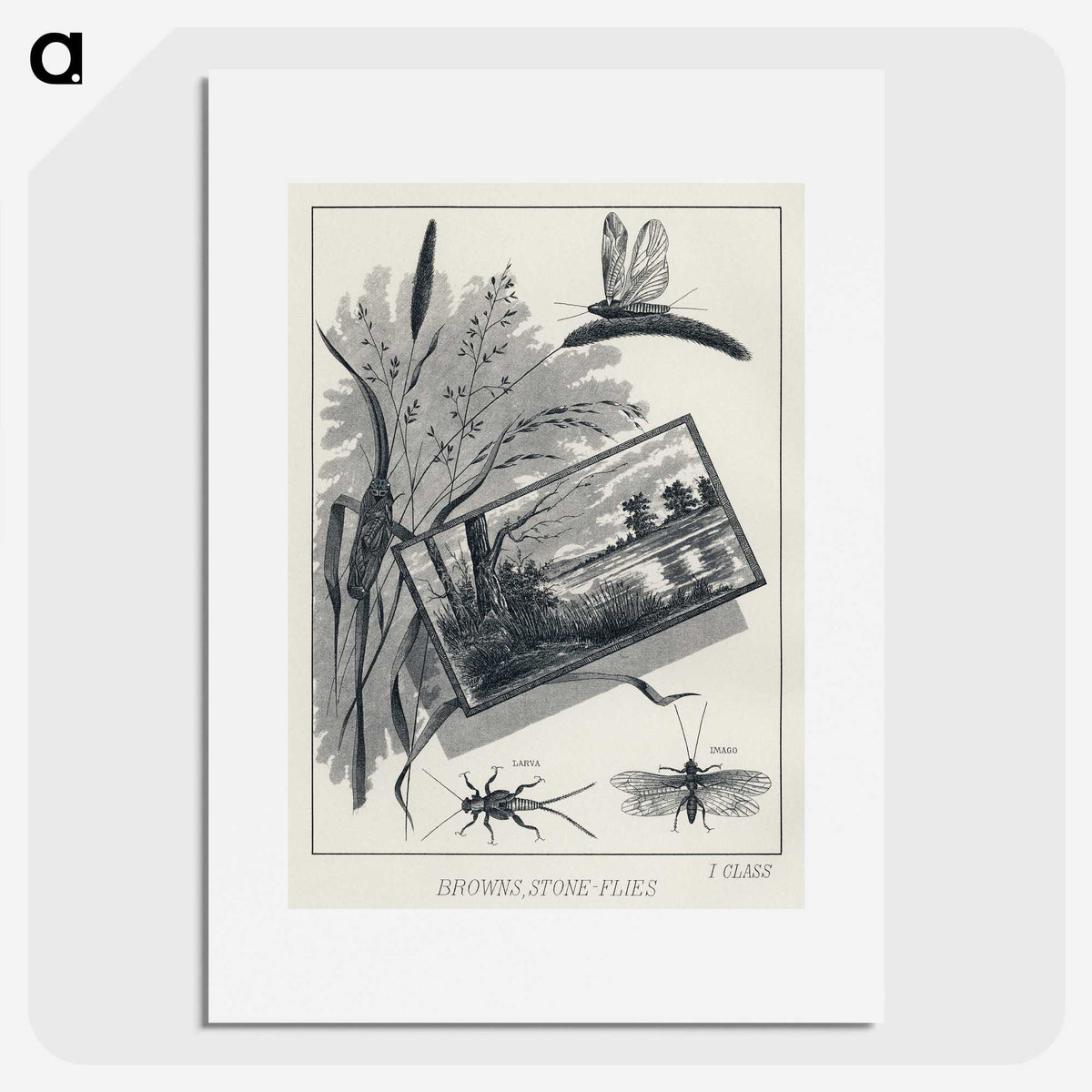 1-37_Favorite-Flies-and-Their-History_picture