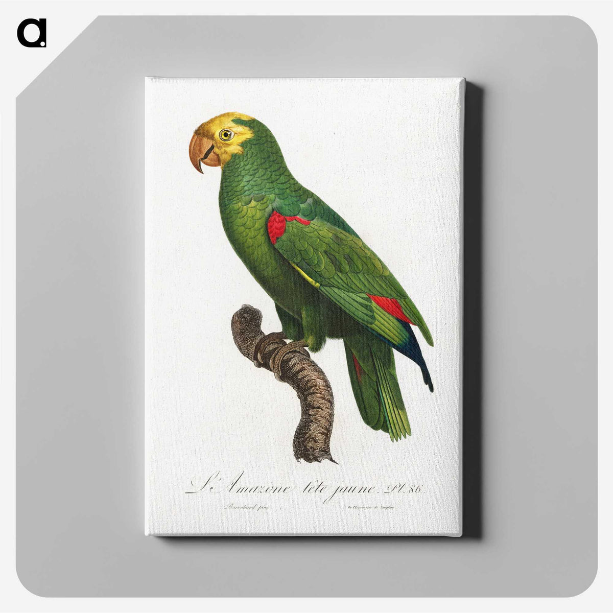 1-37_Francois-Levaillant_canvas