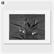 1-37_Frederick-Charles-Brockett_picture