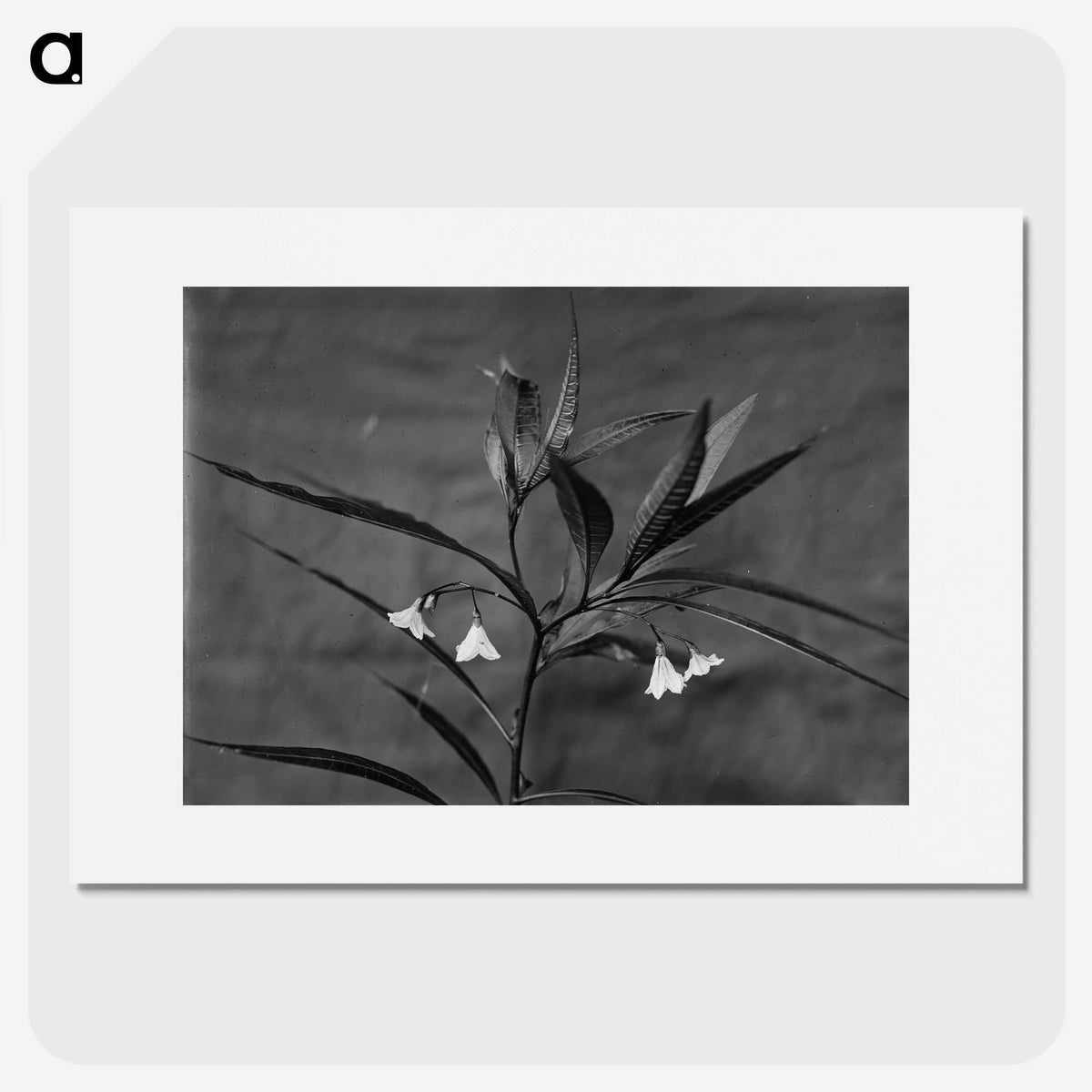 1-37_Frederick-Charles-Brockett_picture