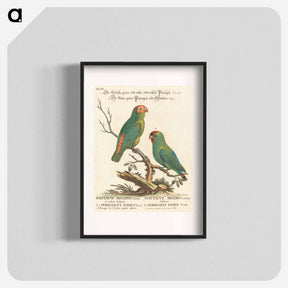 アートポスター-Parrot
 - ジョージ エドワーズ Poster.