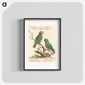 Parrot
 - ジョージ エドワーズ Poster.