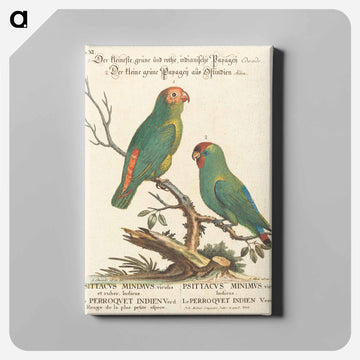 Parrot
 - ジョージ エドワーズ Canvas.