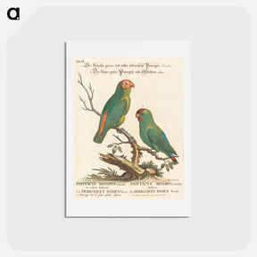 アートポストカード-Parrot
 - ジョージ エドワーズ Postcard.