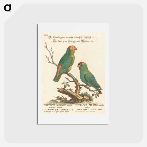 Parrot
 - ジョージ エドワーズ Postcard.