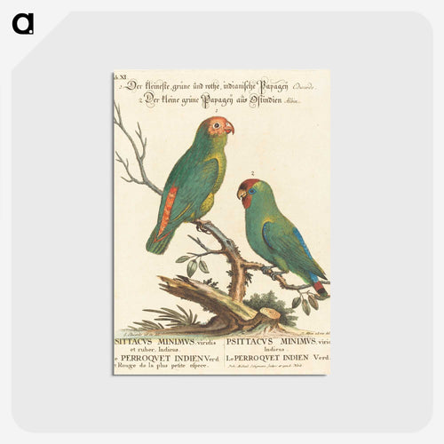 オウム - ジョージ エドワーズ Postcard.