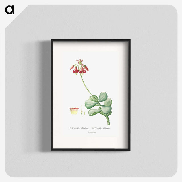 1-37_Histoire-des-Plantes-Grasses_blk