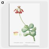 1-37_Histoire-des-Plantes-Grasses_picture-crop