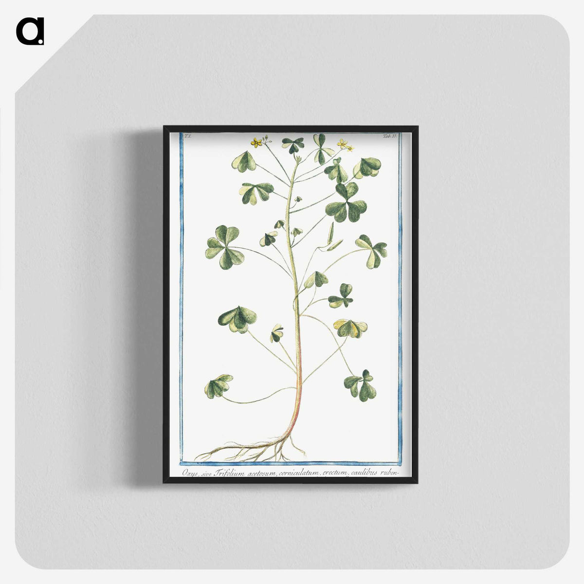 1-37_Hortus-Romanus-Botanical-Plates_blk-crop