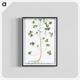 1-37_Hortus-Romanus-Botanical-Plates_blk-crop