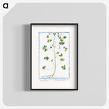 1-37_Hortus-Romanus-Botanical-Plates_blk