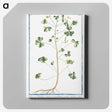 1-37_Hortus-Romanus-Botanical-Plates_canvas
