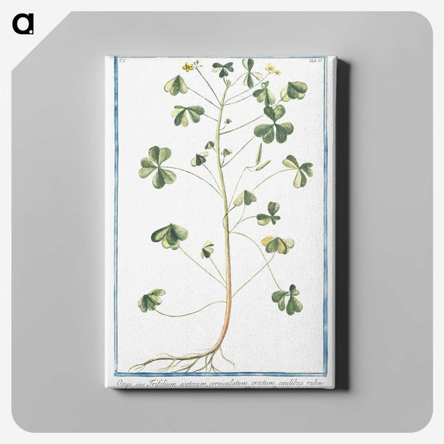 1-37_Hortus-Romanus-Botanical-Plates_canvas