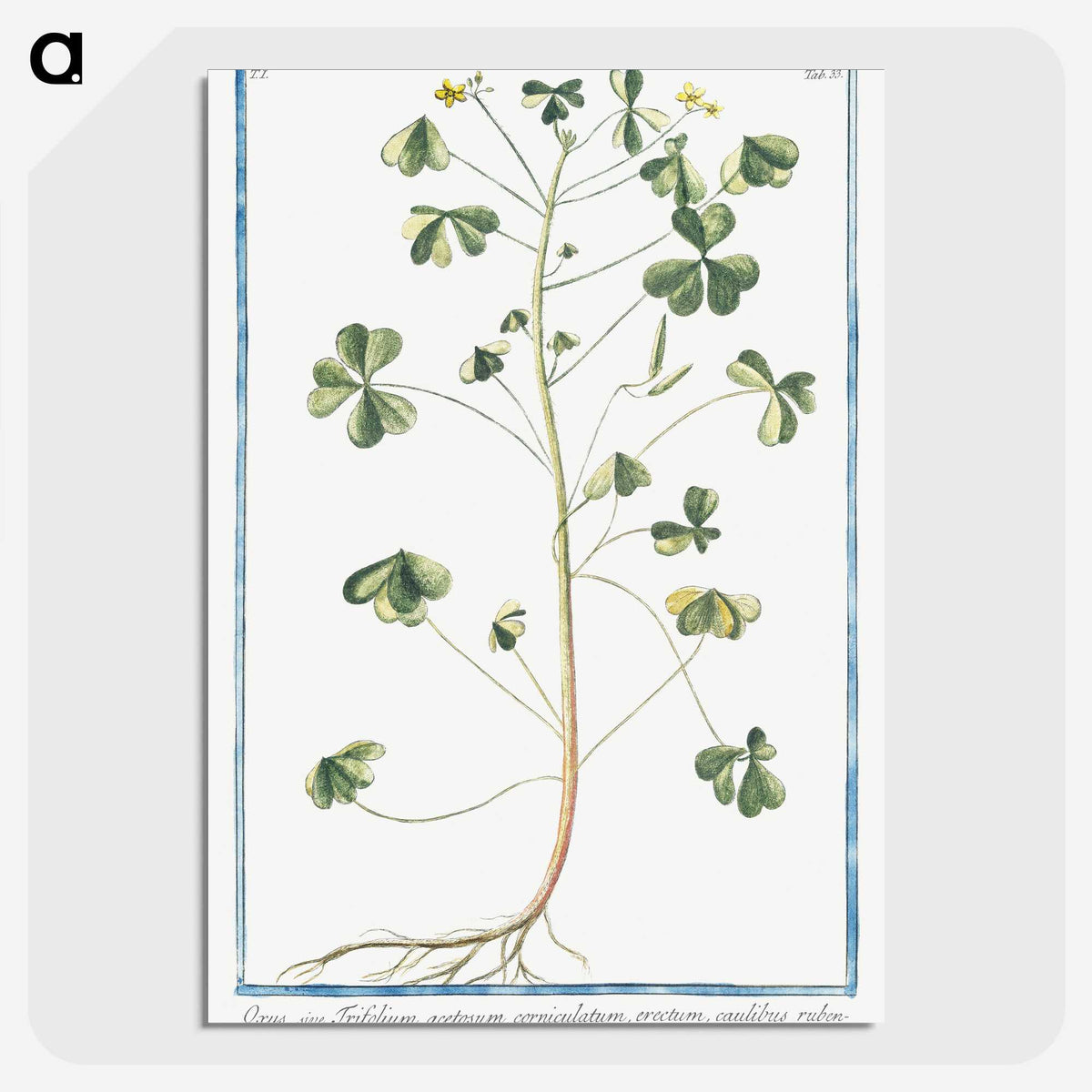 1-37_Hortus-Romanus-Botanical-Plates_picture-crop