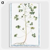 1-37_Hortus-Romanus-Botanical-Plates_picture-crop