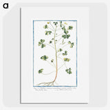1-37_Hortus-Romanus-Botanical-Plates_picture