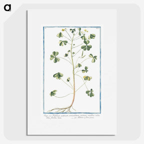 1-37_Hortus-Romanus-Botanical-Plates_picture