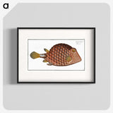 1-37_Ichtyologie-ou-Histoire-naturelle_blk