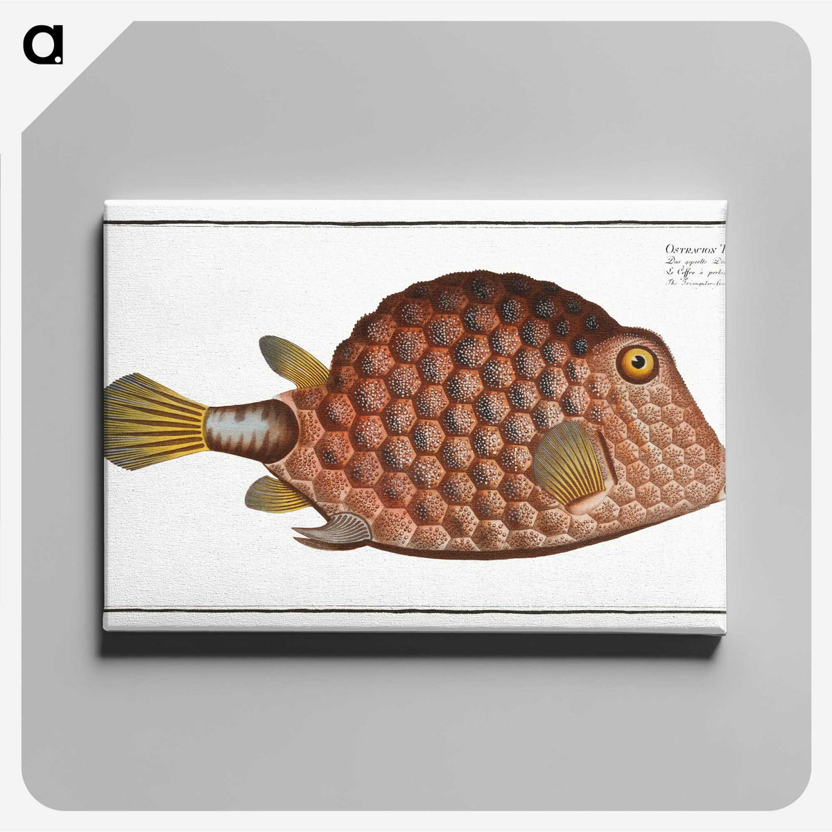 1-37_Ichtyologie-ou-Histoire-naturelle_canvas