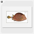 1-37_Ichtyologie-ou-Histoire-naturelle_picture