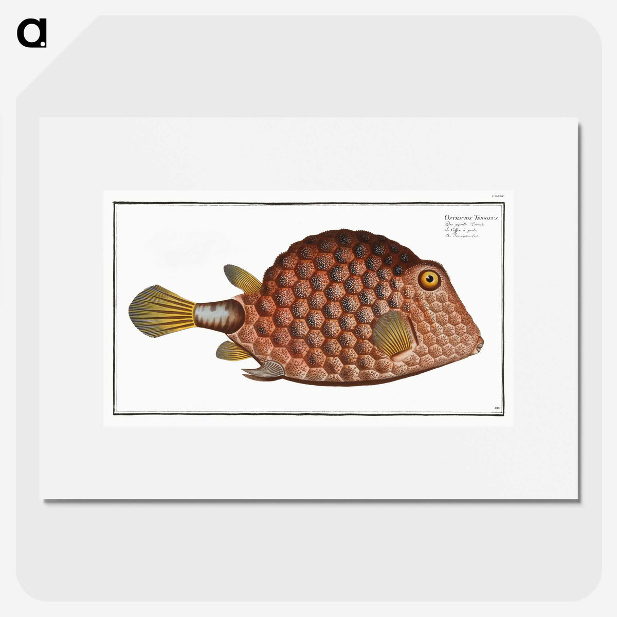 1-37_Ichtyologie-ou-Histoire-naturelle_picture