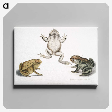 1-37_Indian-Zoology_canvas