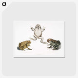 1-37_Indian-Zoology_hagaki