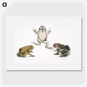 1-37_Indian-Zoology_picture