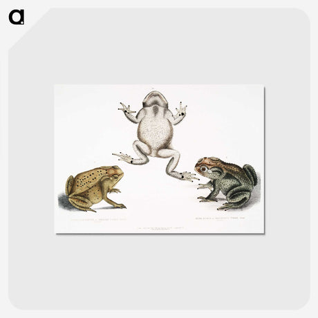 1-37_Indian-Zoology_postcard