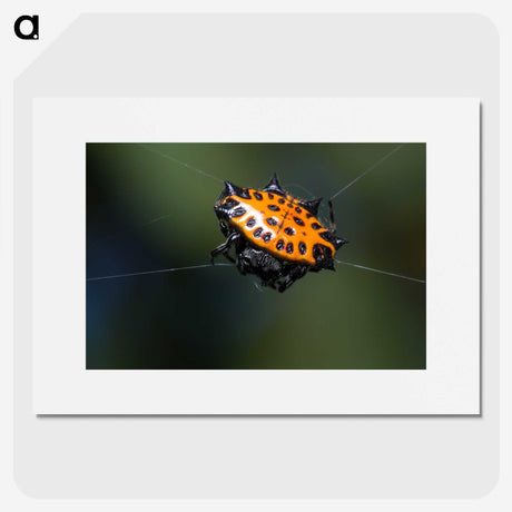 1-37_Insects-Unlocked-Project_picture