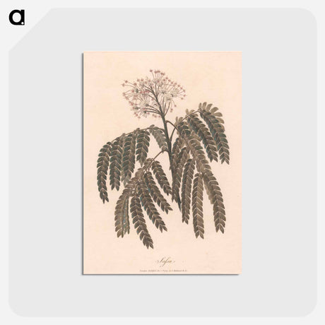 アートポストカード-Sassa
 - ジェームス ヒース Postcard.