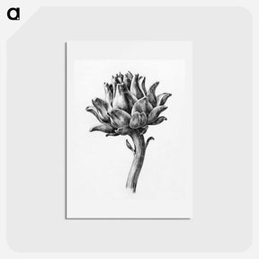 アートポストカード-Artichoke - ジャン ベルナール Postcard.